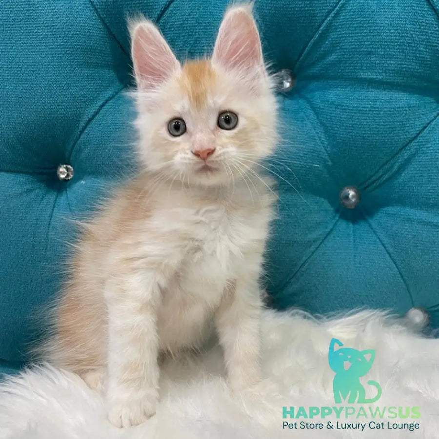 Timofey Maine Coon male red silver - live animals