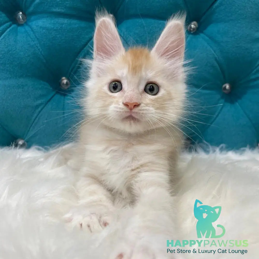 Timofey Maine Coon male red silver - live animals