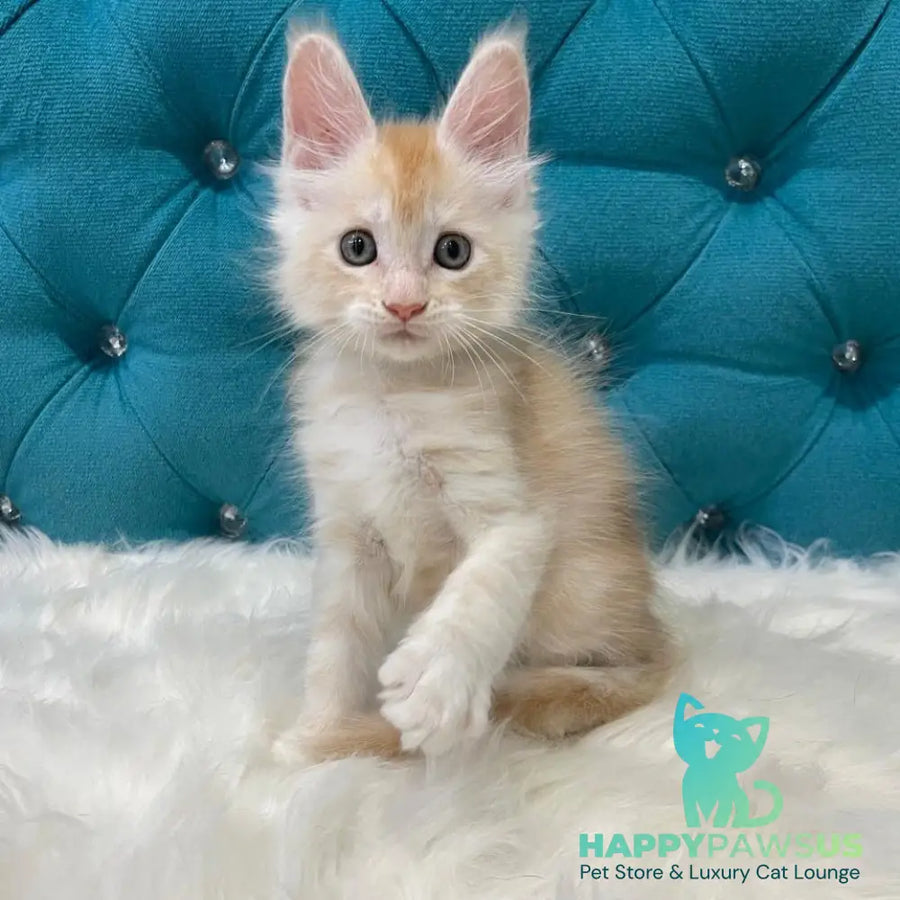 Timofey Maine Coon male red silver - live animals