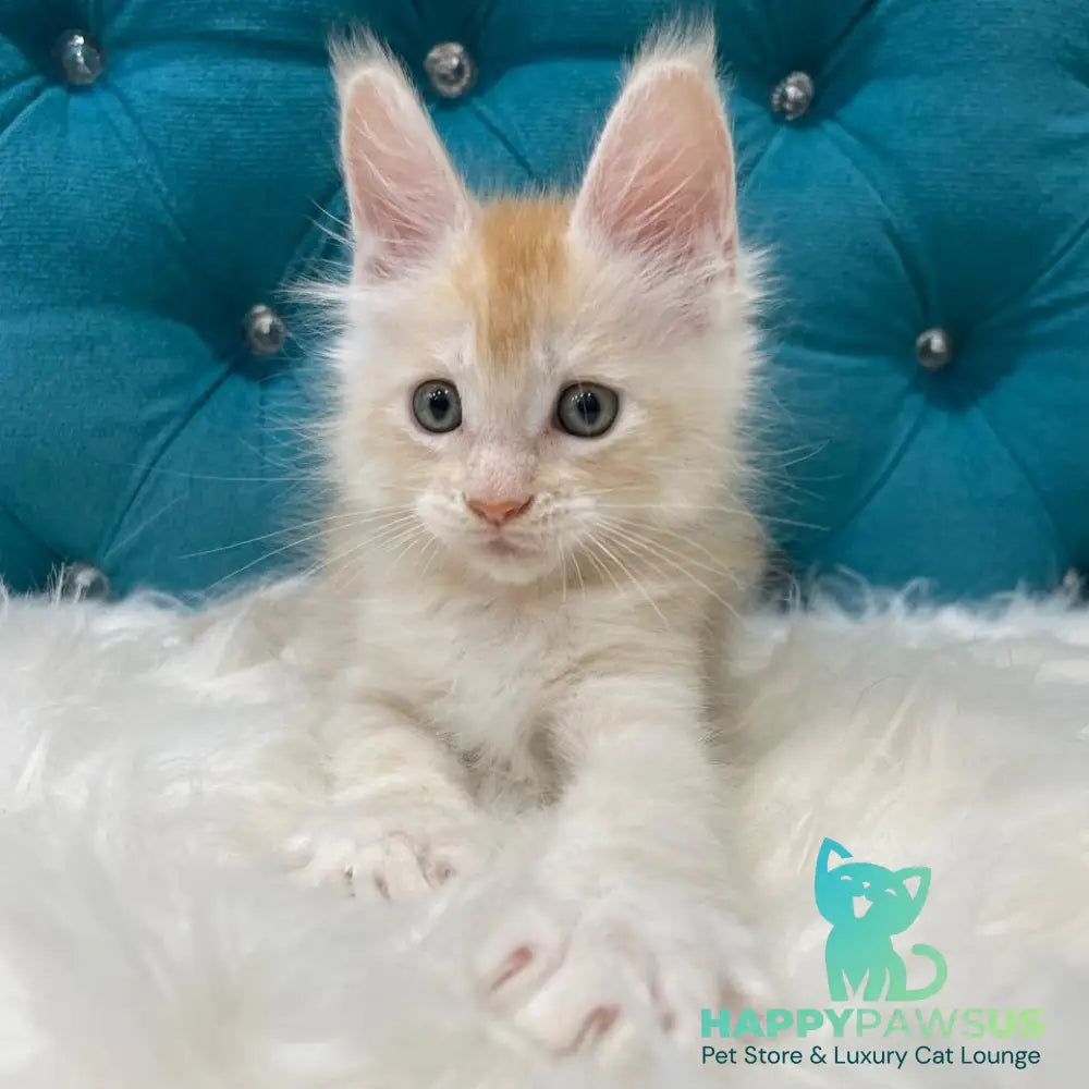 Timofey Maine Coon male red silver - live animals