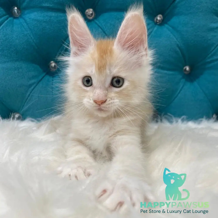 Timofey Maine Coon male red silver - live animals