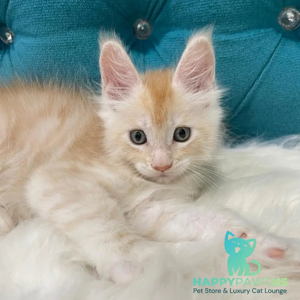 Timofey Maine Coon male red silver - live animals