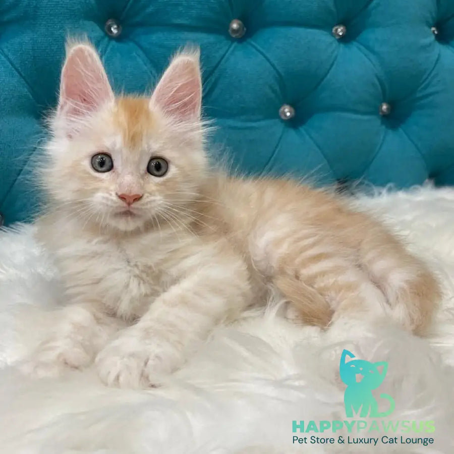 Timofey Maine Coon male red silver - live animals