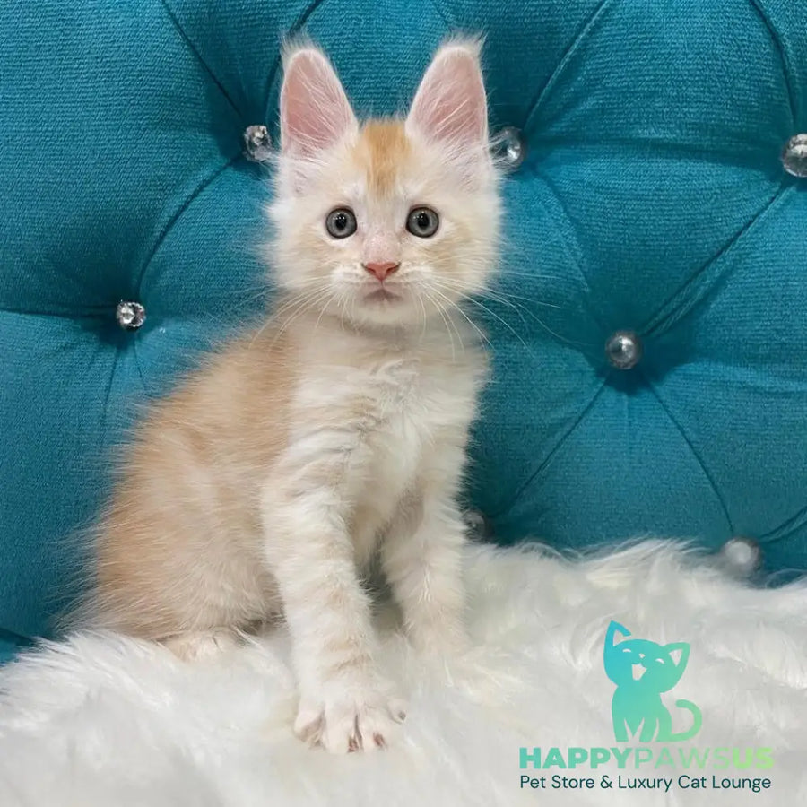 Timofey Maine Coon male red silver - live animals