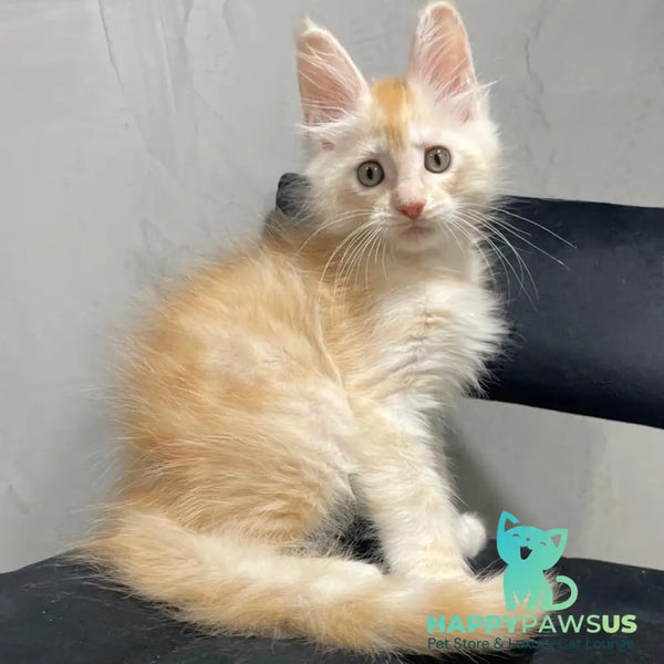 Timofey Maine Coon male red silver - live animals