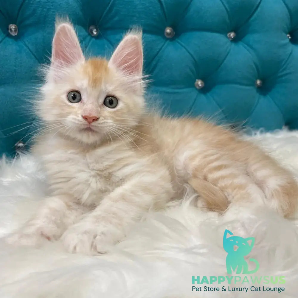 Timofey Maine Coon male red silver - live animals