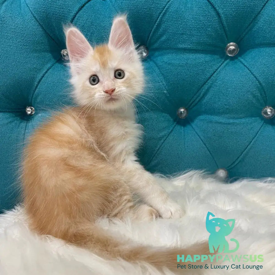 Timofey Maine Coon male red silver - live animals