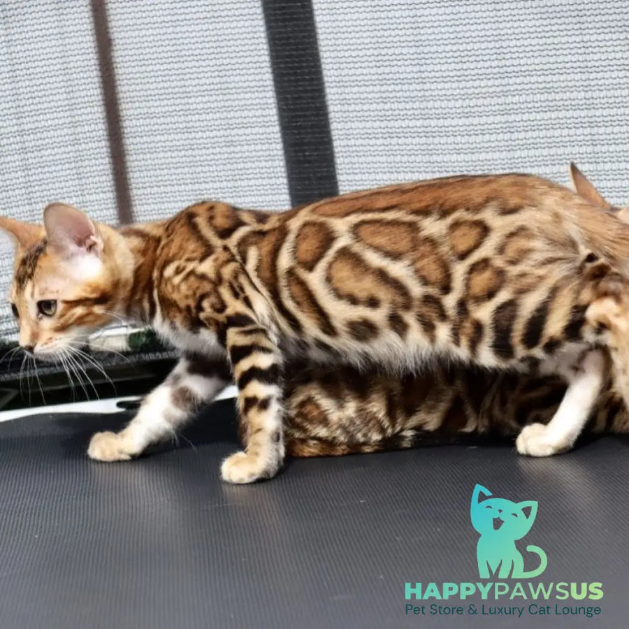 Timokha Bengal male black spotted tabby - live animals
