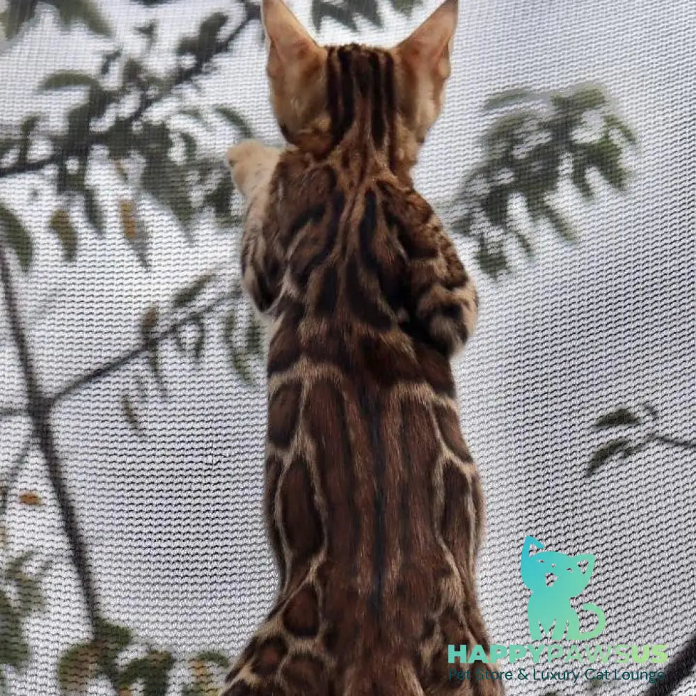 Timokha Bengal male black spotted tabby - live animals