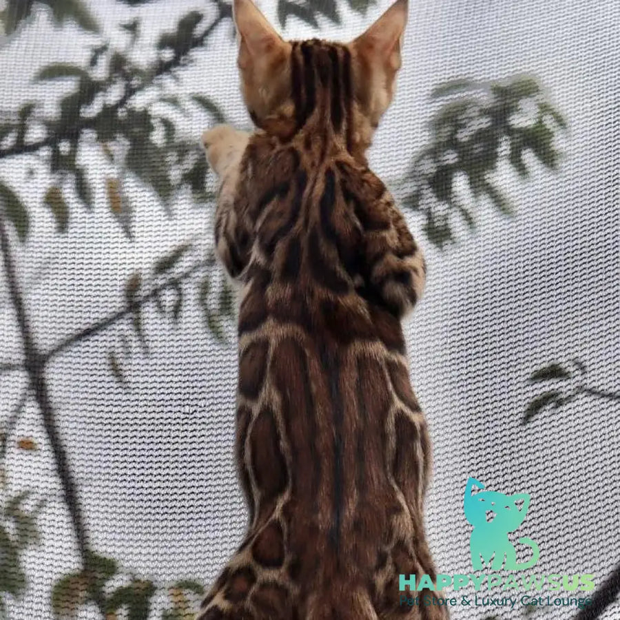 Timokha Bengal male black spotted tabby - live animals