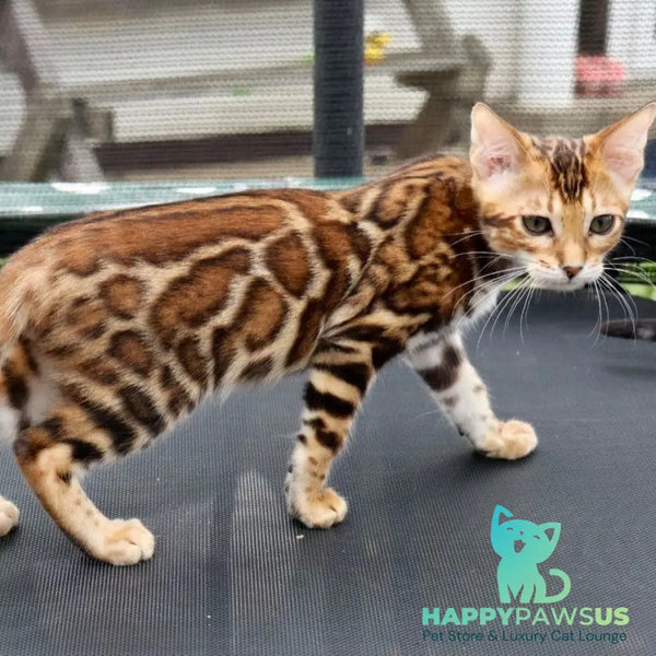 Timokha Bengal male black spotted tabby - live animals