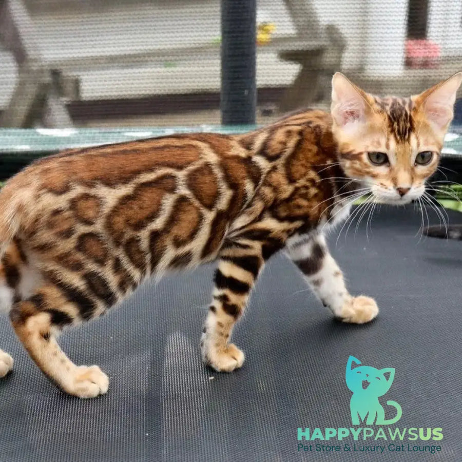Timokha Bengal male black spotted tabby - live animals