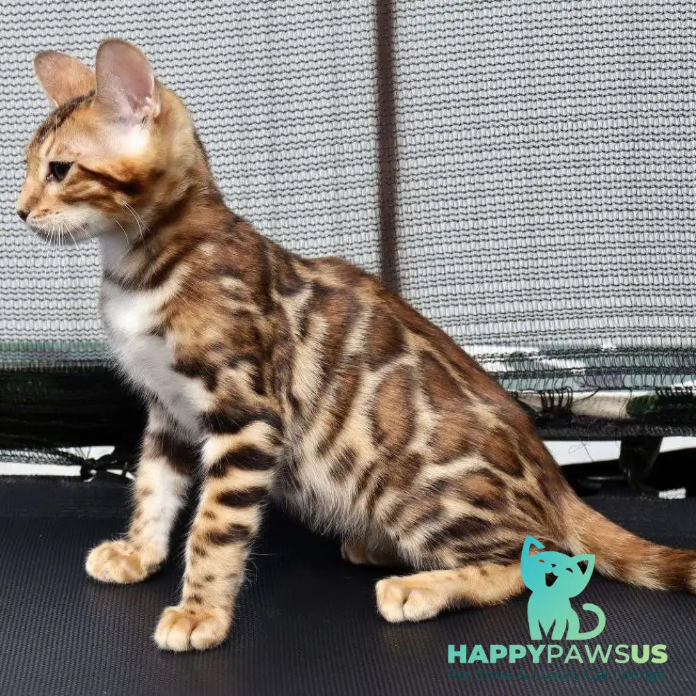 Timokha Bengal male black spotted tabby - live animals