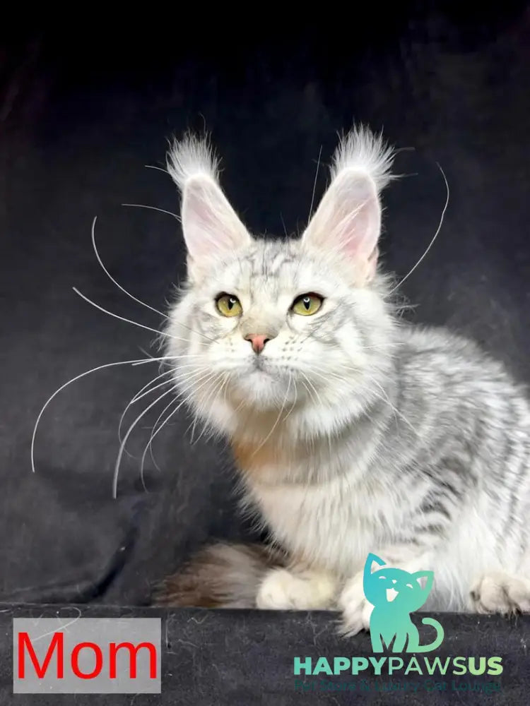 Timon Maine Coon male black silver bicolour tabby live animals