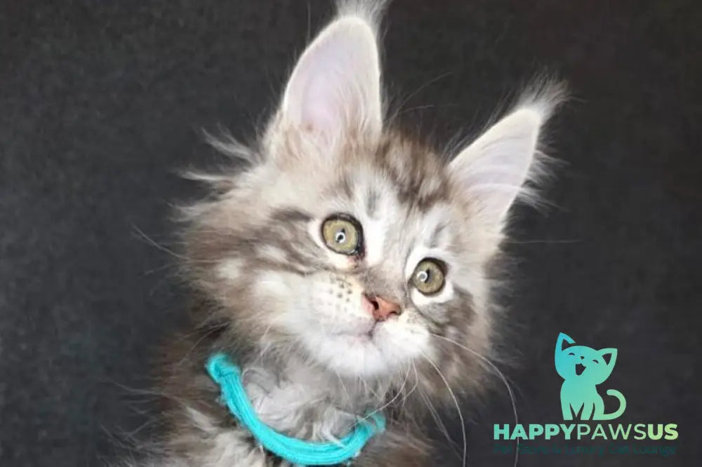 Timon Maine Coon male black silver bicolour tabby live animals