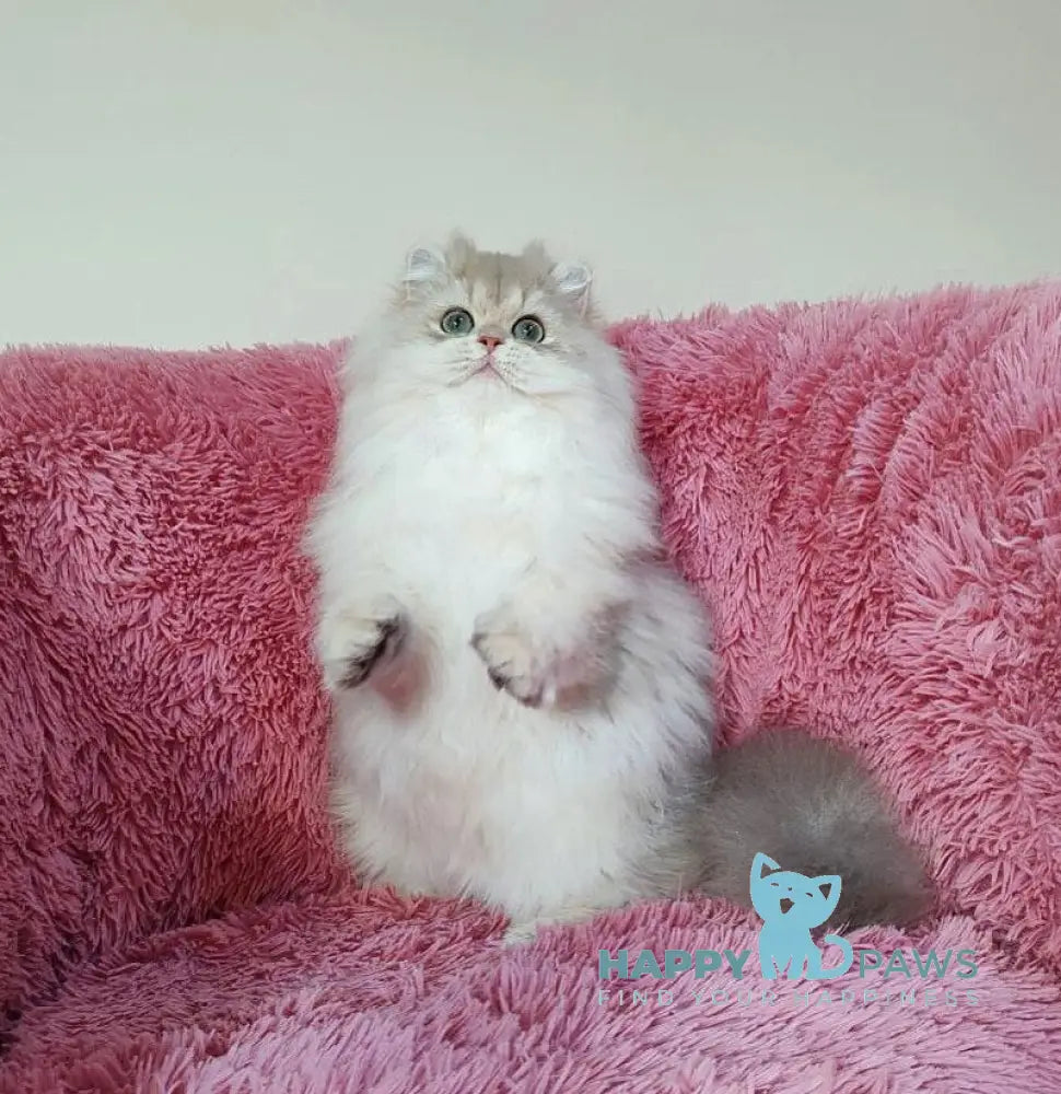 Timos British Longhair male blue golden chinchilla live animals