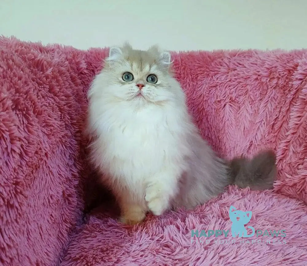 Timos British Longhair male blue golden chinchilla live animals