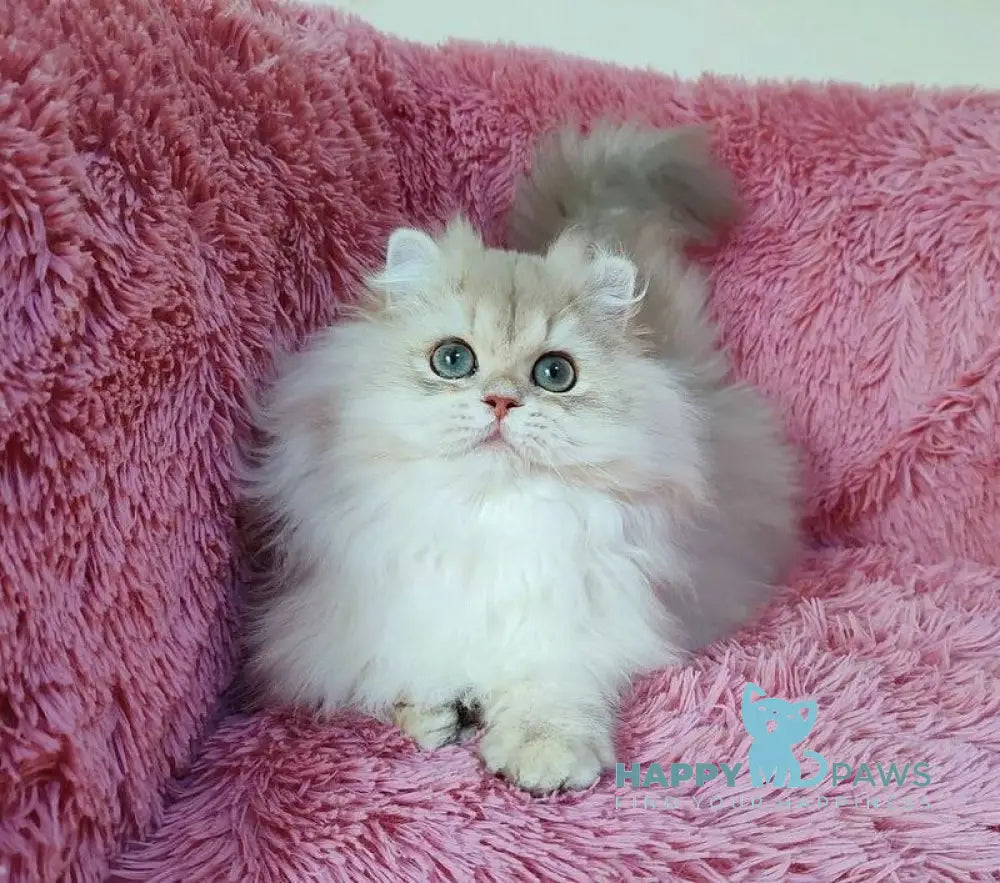 Timos British Longhair male blue golden chinchilla live animals