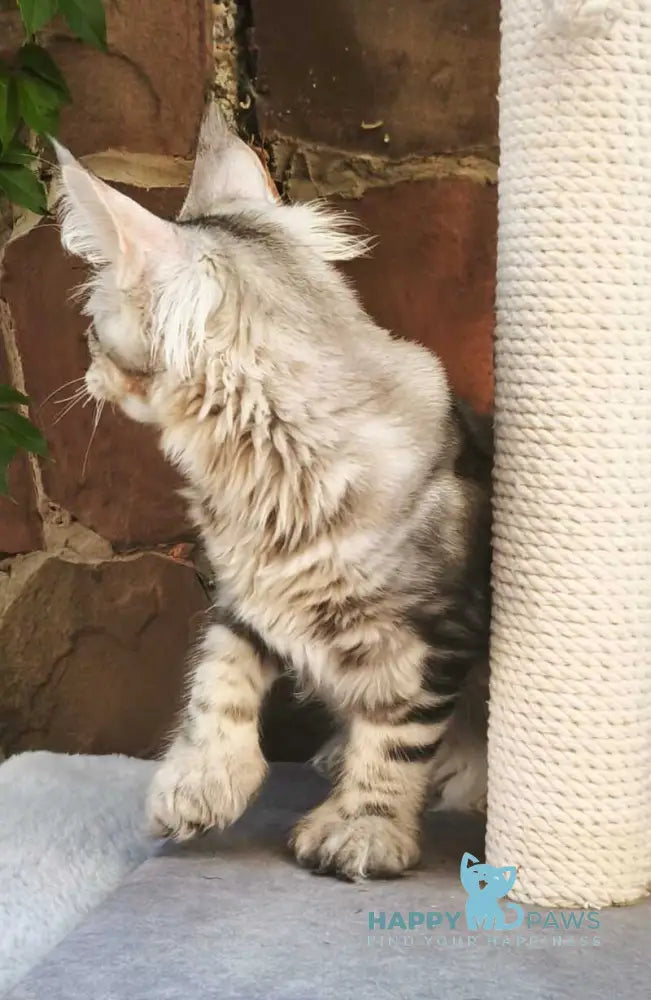 Timosha Maine Coon polydactyl male black silver tabby live animals