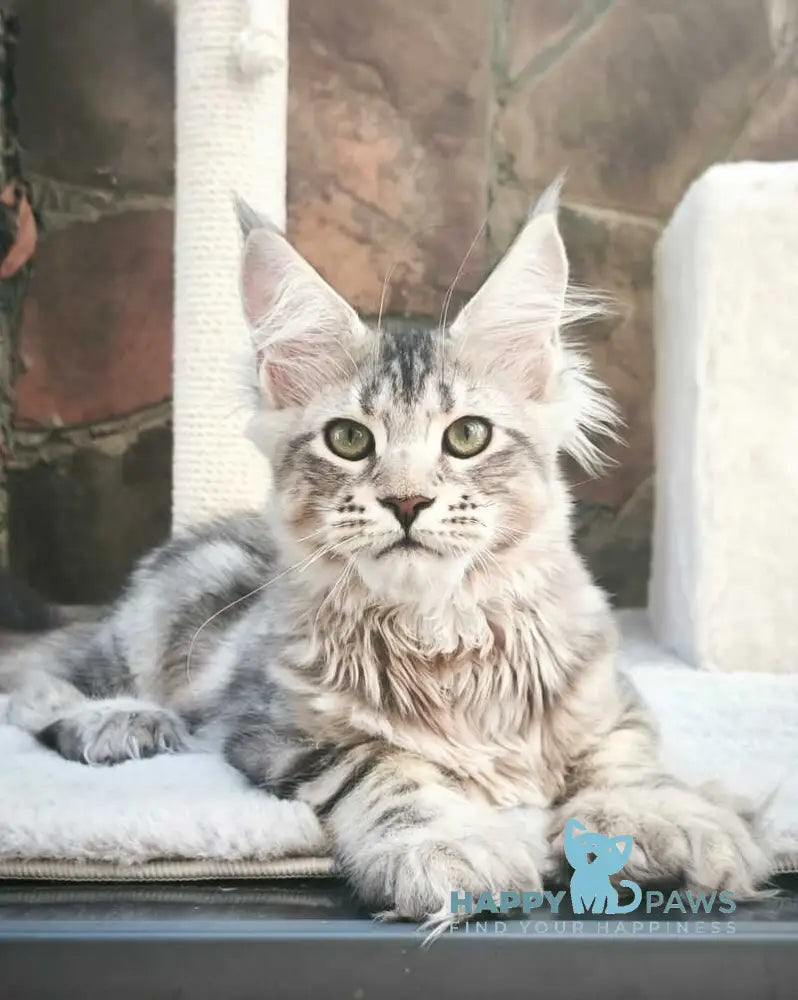 Timosha Maine Coon polydactyl male black silver tabby live animals