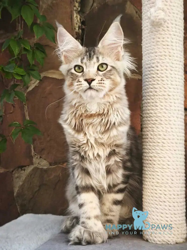 Timosha Maine Coon polydactyl male black silver tabby live animals