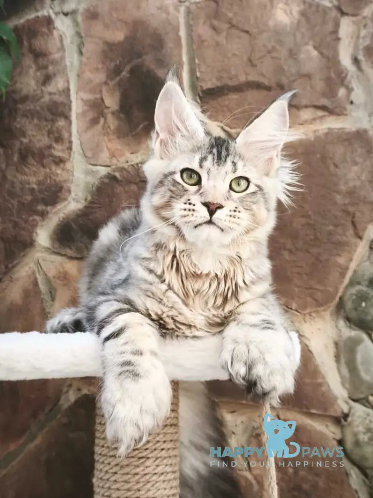 Timosha Maine Coon polydactyl male black silver tabby live animals