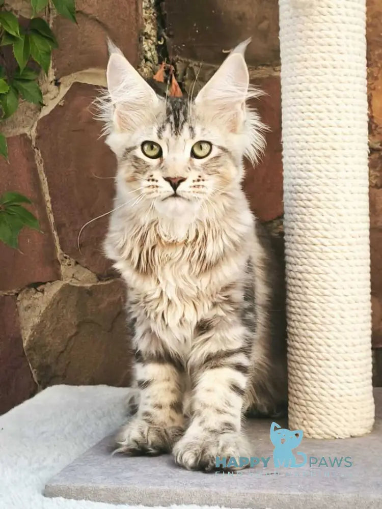 Timosha Maine Coon polydactyl male black silver tabby live animals
