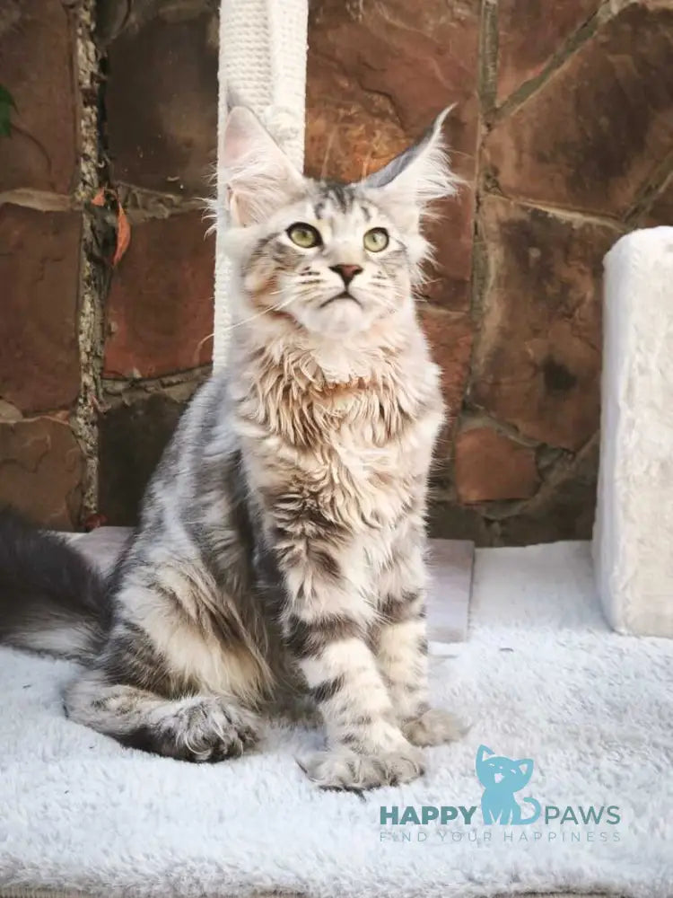 Timosha Maine Coon polydactyl male black silver tabby live animals
