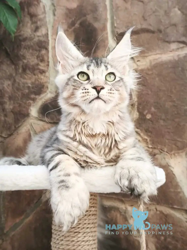 Timosha Maine Coon polydactyl male black silver tabby live animals