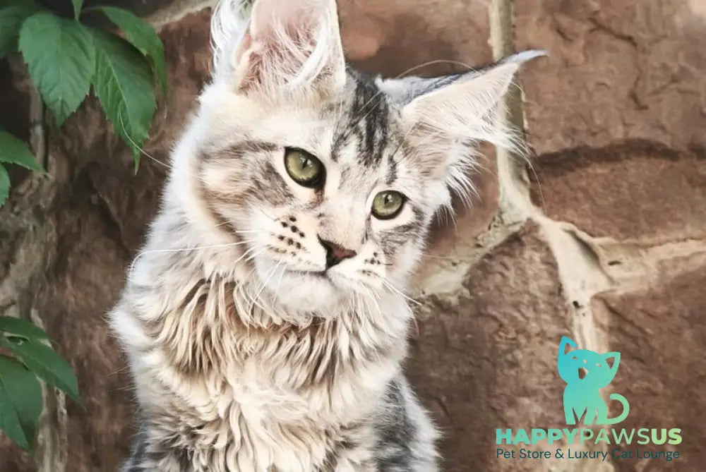 Timosha Maine Coon polydactyl male black silver tabby live animals