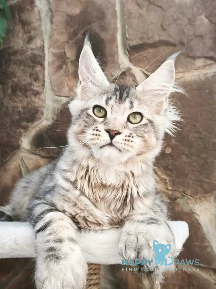 Timosha Maine Coon polydactyl male black silver tabby live animals
