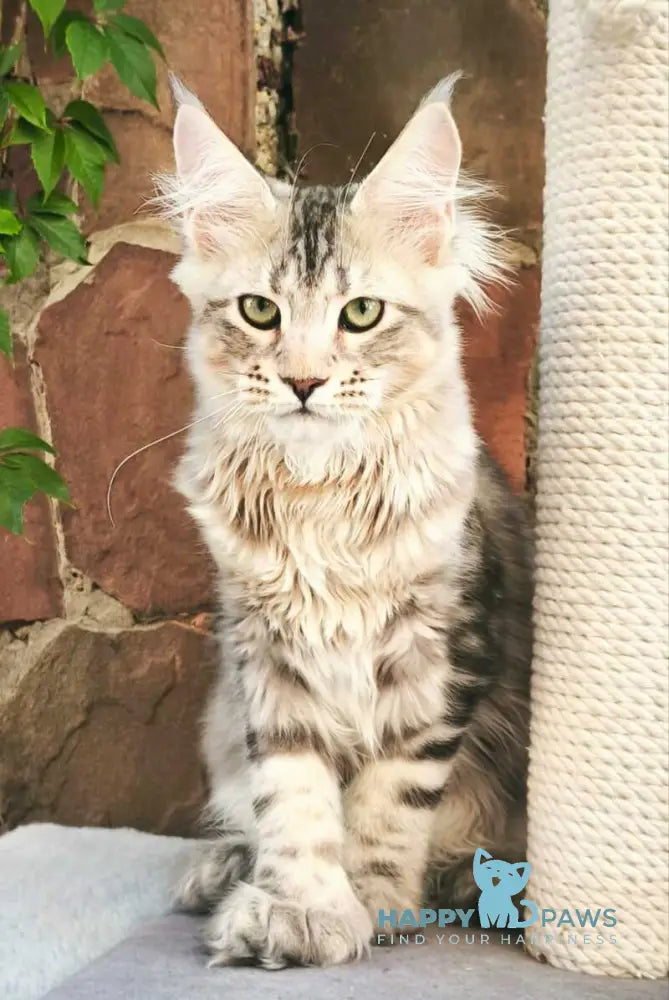 Timosha Maine Coon polydactyl male black silver tabby live animals
