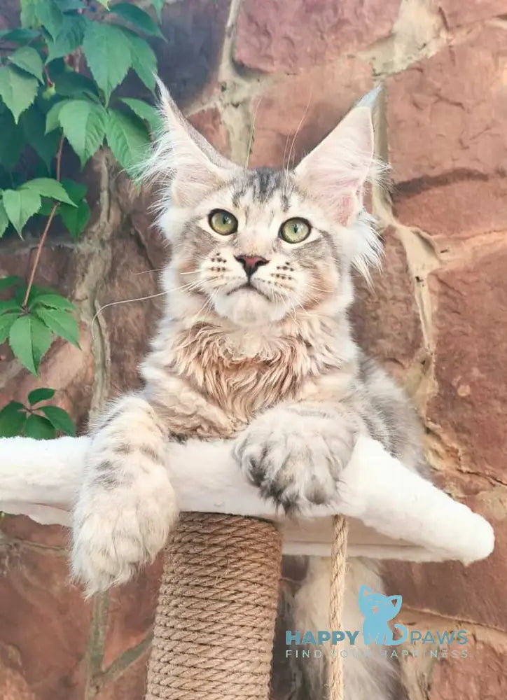 Timosha Maine Coon polydactyl male black silver tabby live animals