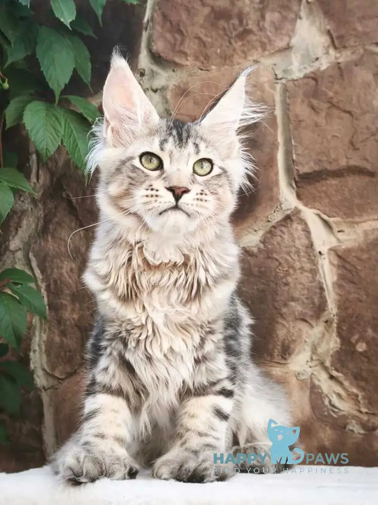 Timosha Maine Coon polydactyl male black silver tabby live animals