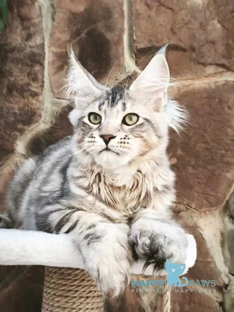 Timosha Maine Coon polydactyl male black silver tabby live animals