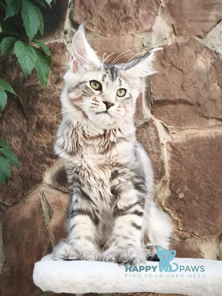 Timosha Maine Coon polydactyl male black silver tabby live animals
