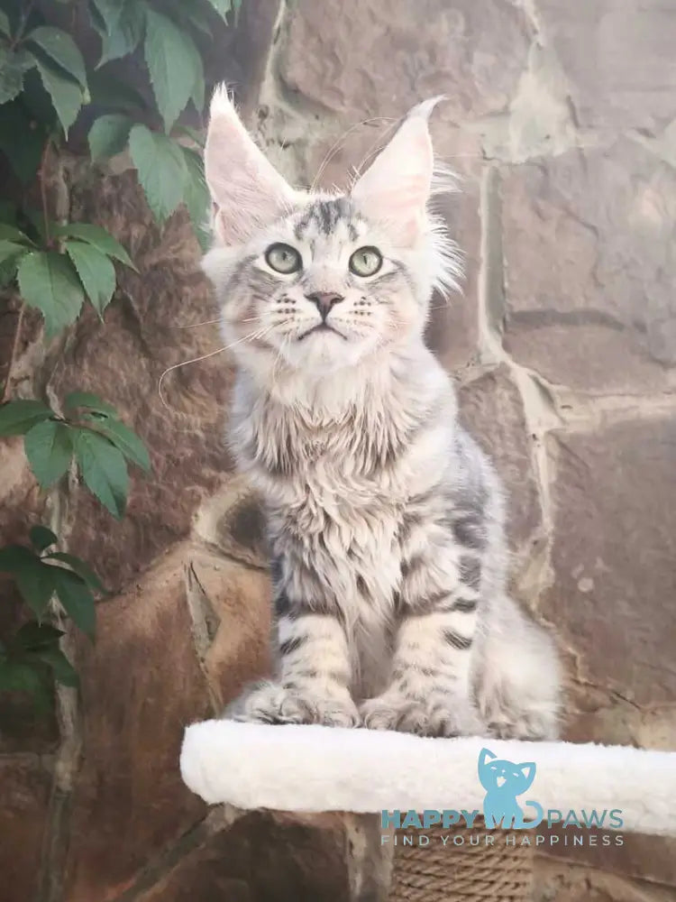 Timosha Maine Coon polydactyl male black silver tabby live animals