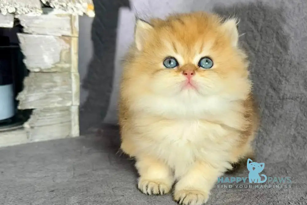 Timothy British Longhair male black golden shaded live animals