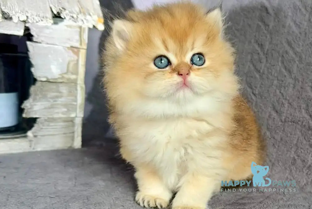 Timothy British Longhair male black golden shaded live animals