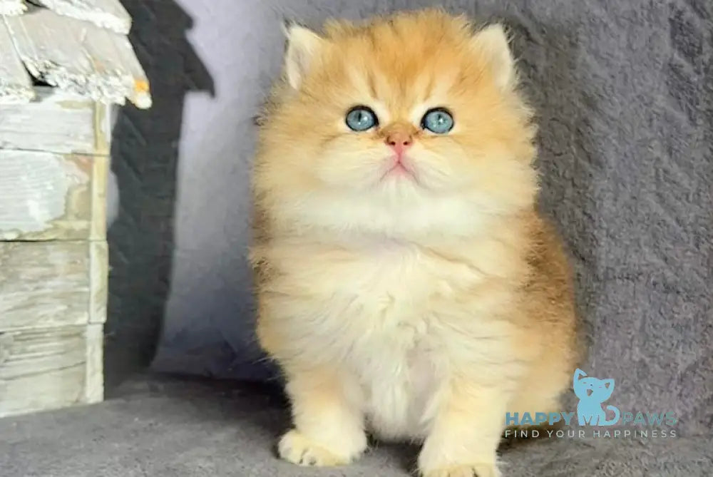 Timothy British Longhair male black golden shaded live animals