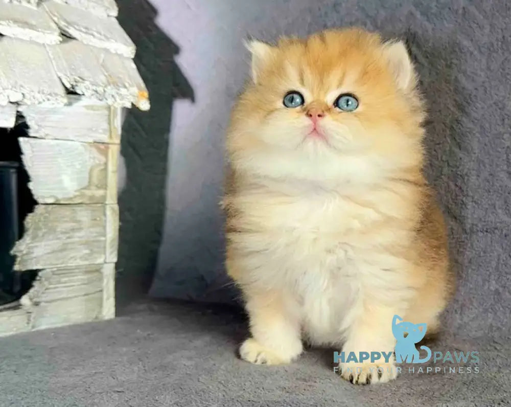 Timothy British Longhair male black golden shaded live animals