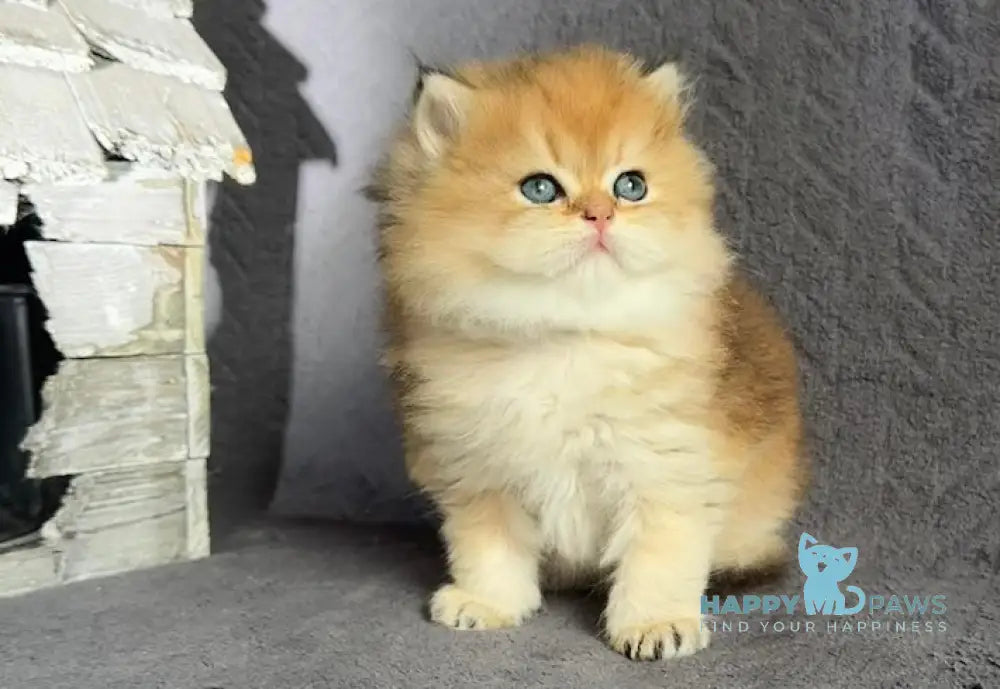 Timothy British Longhair male black golden shaded live animals