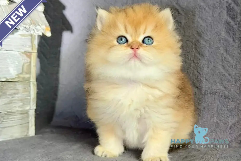Timothy British Longhair male black golden shaded live animals