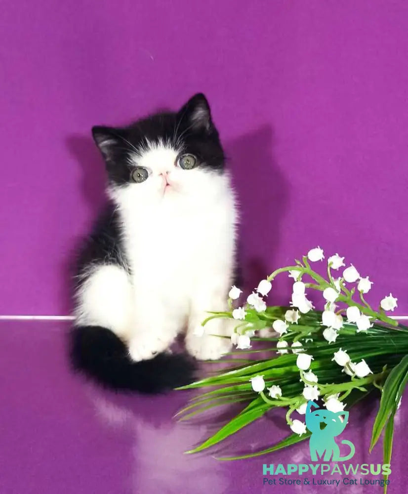 Timothy Exotic male black bicolour - live animals