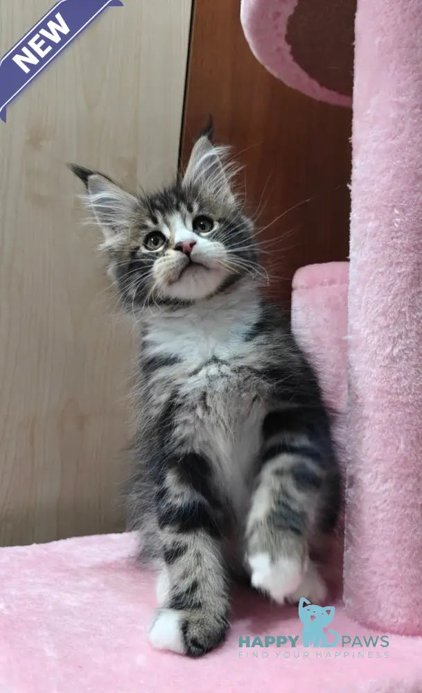 Timothy Maine Coon male black tabby with white live animals