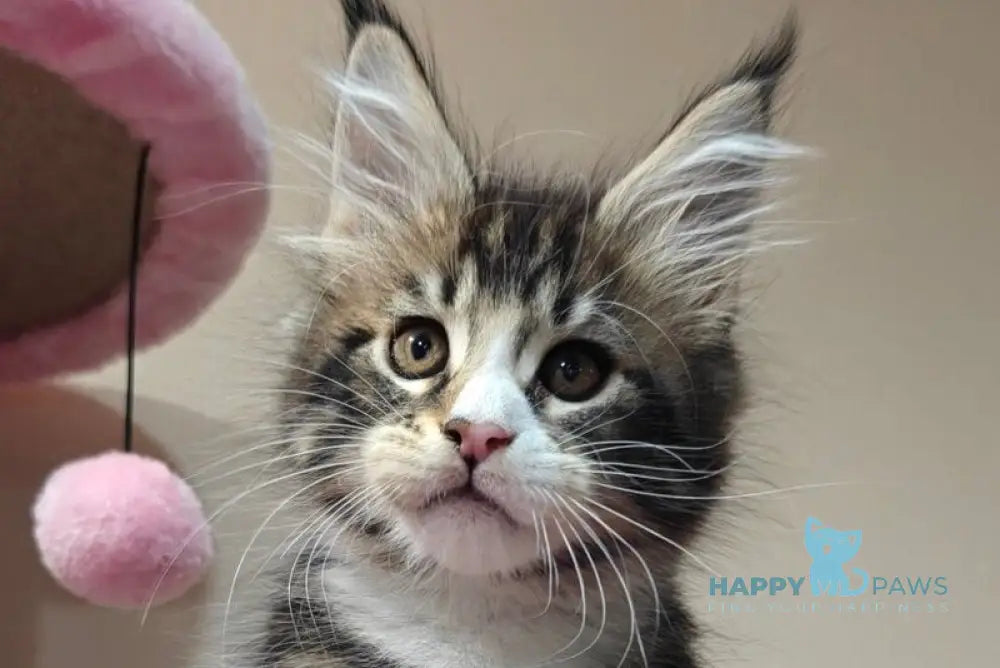 Timothy Maine Coon male black tabby with white live animals