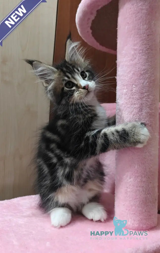 Timothy Maine Coon male black tabby with white live animals