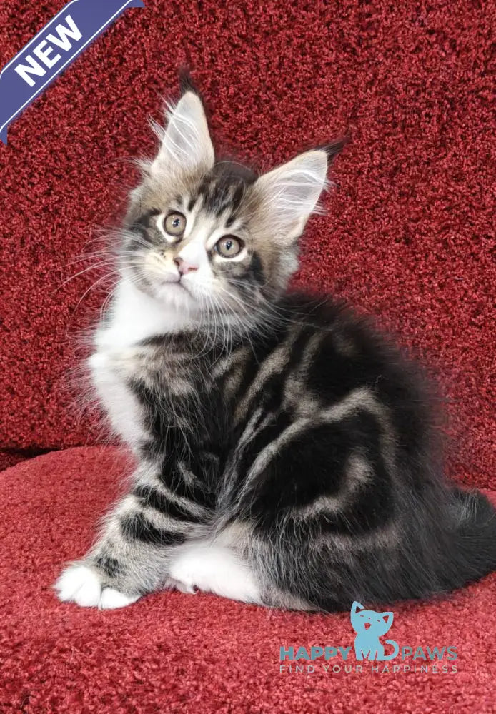 Timothy Maine Coon male black tabby with white live animals