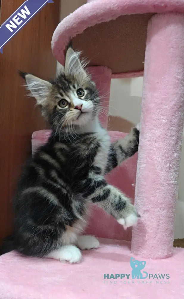 Timothy Maine Coon male black tabby with white live animals