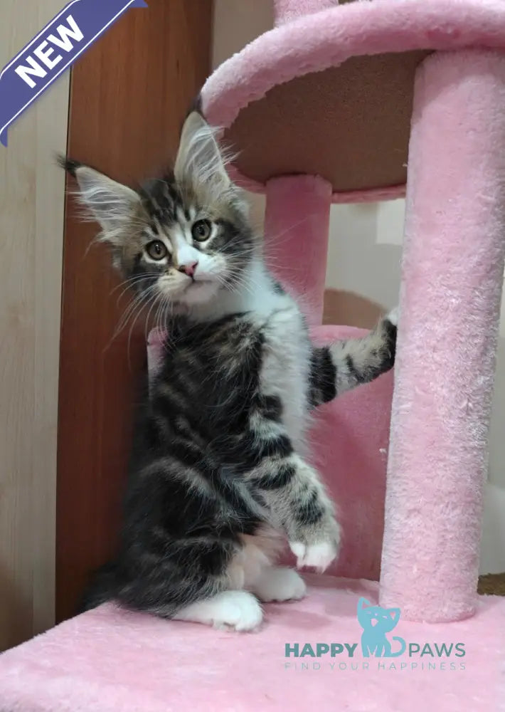 Timothy Maine Coon male black tabby with white live animals